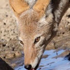 BLACK BACKED  JACKAL    drinking.jpg