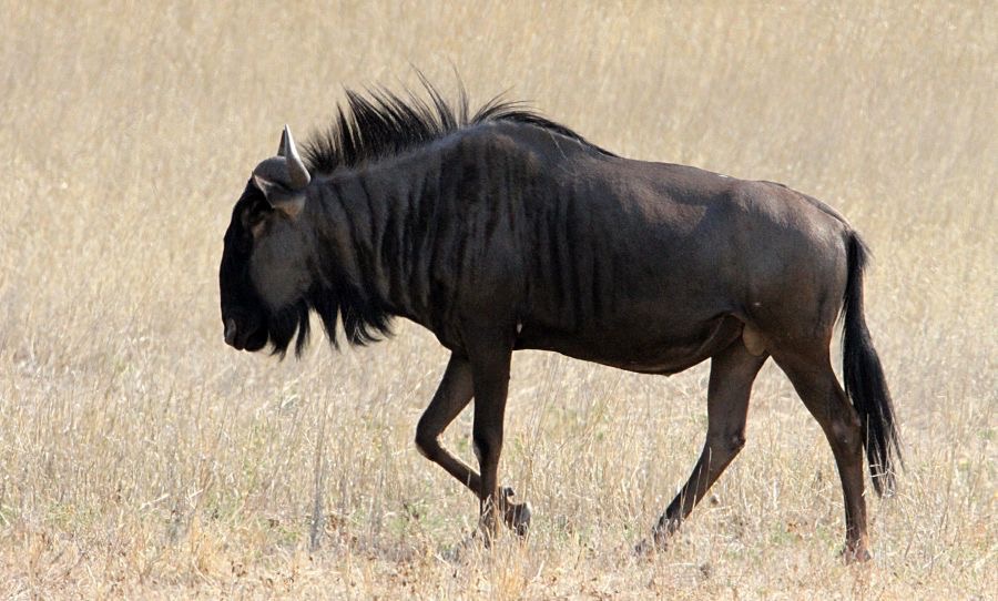 BLUE   WILDEBEEST.jpg