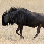 BLUE   WILDEBEEST.jpg