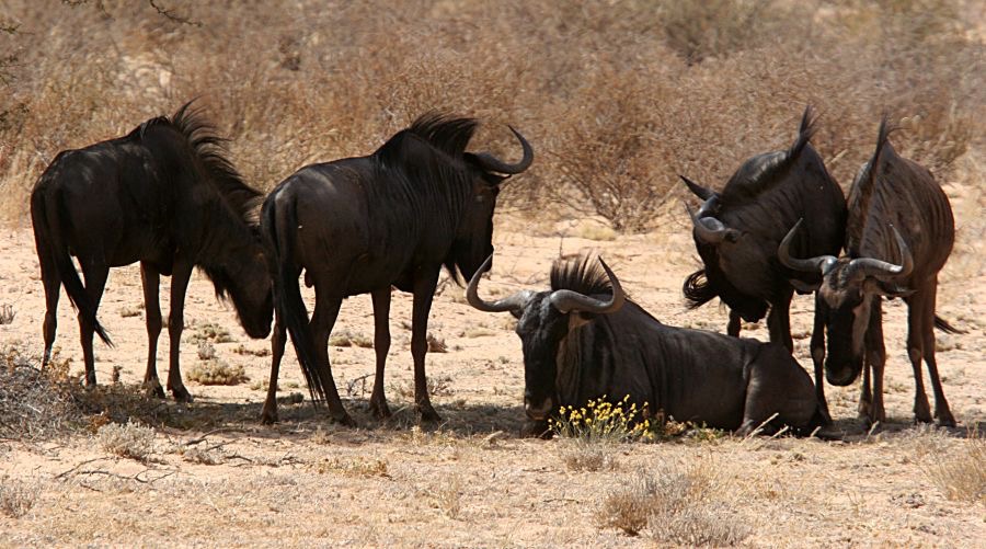 BLUE  WILDEBEEST    group.jpg