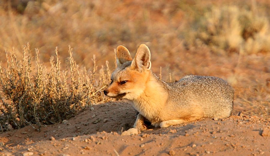 CAPE   FOX.jpg