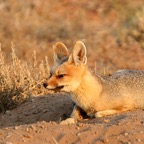 CAPE   FOX.jpg