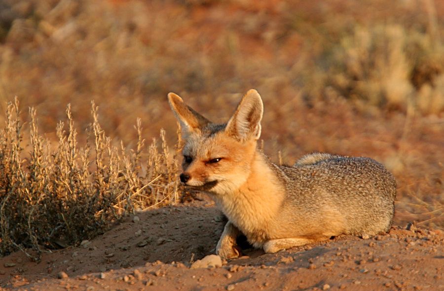 CAPE  FOX.jpg