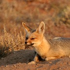 CAPE  FOX.jpg