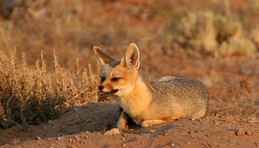 CAPE FOX.jpg