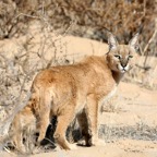 CARACAL       LYNX.jpg