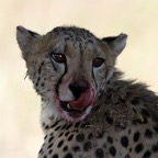CHEETAH    after a meal.jpg
