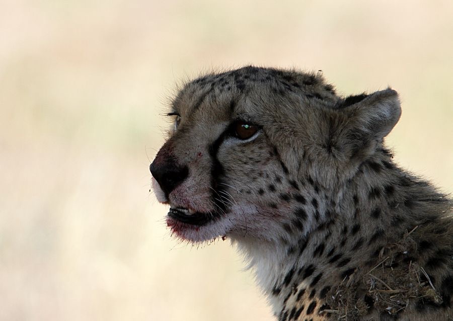 CHEETAH.jpg