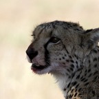 CHEETAH.jpg