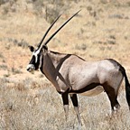GEMSBOK           ORYX.jpg