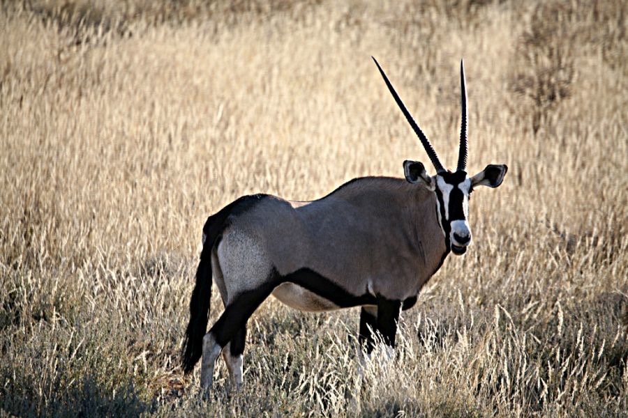GEMSBOK         ORYX.jpg