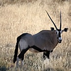 GEMSBOK         ORYX.jpg