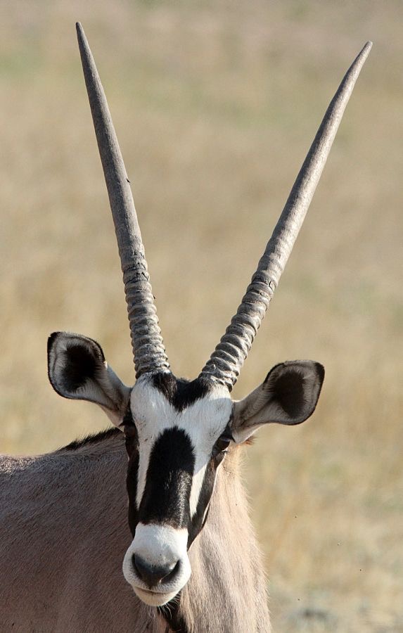 GEMSBOK    ORYX.jpg
