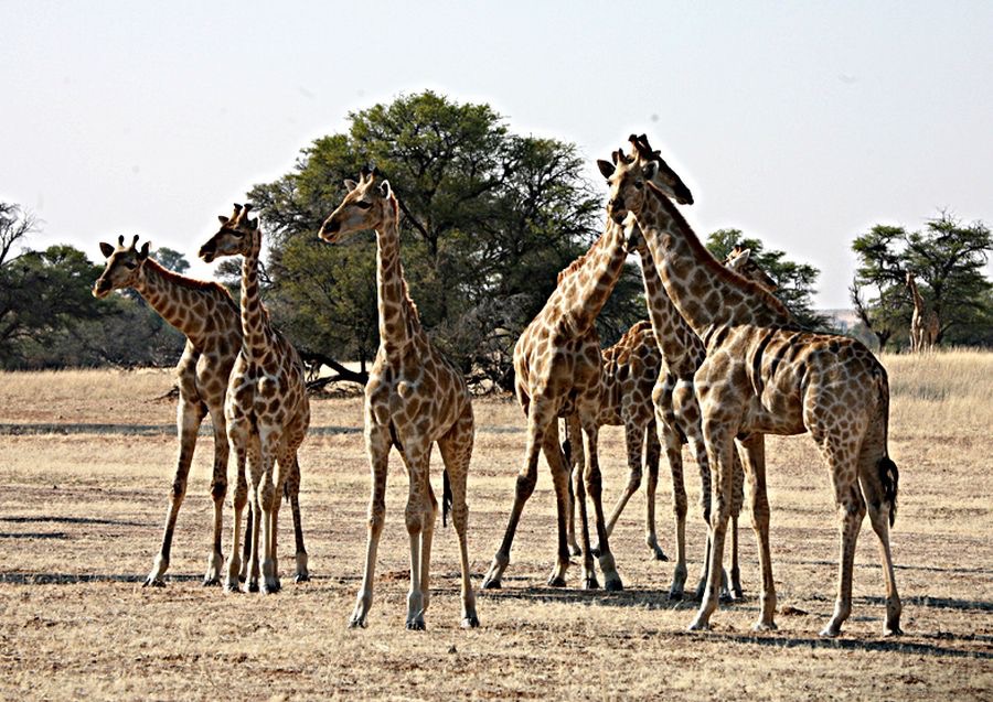 GIRAFFE    group_.jpg