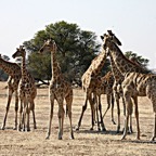 GIRAFFE    group_.jpg