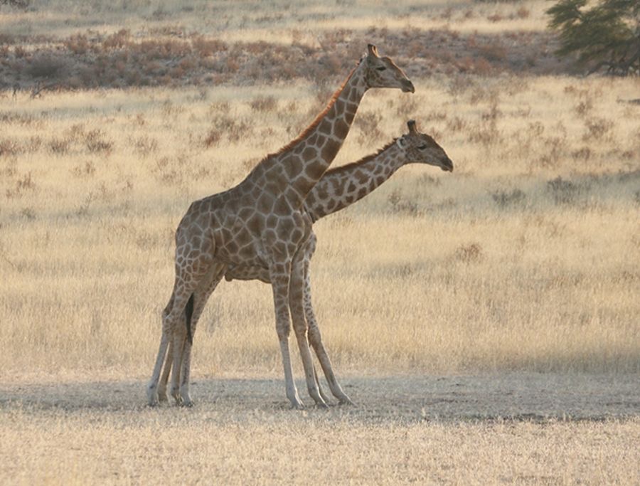 GIRAFFE   pair.jpg