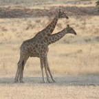 GIRAFFE   pair.jpg