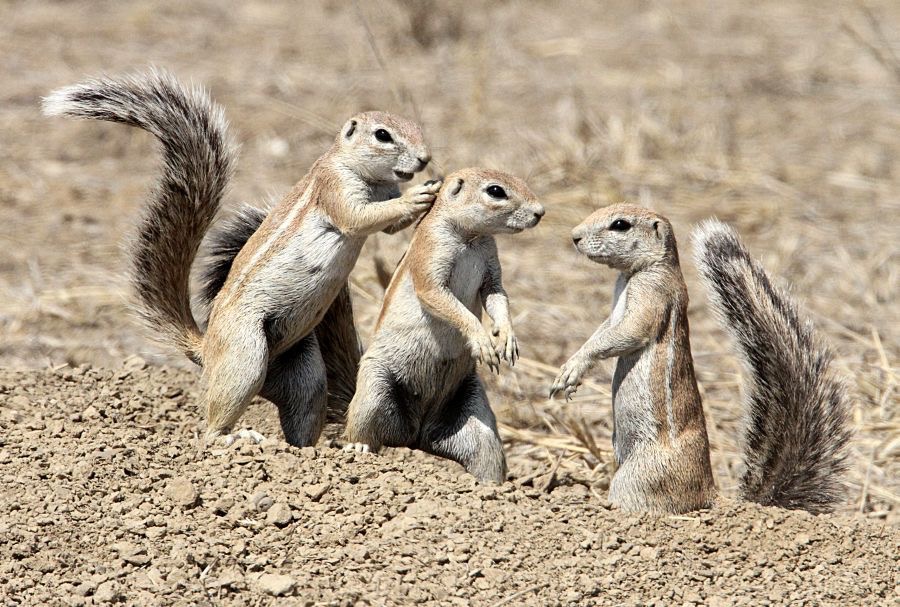 GROUND  SQUIRRELS.jpg