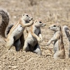 GROUND  SQUIRRELS.jpg