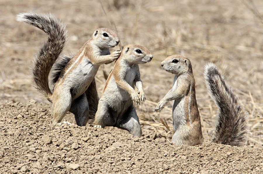GROUND SQUIRRELS playing.jpg