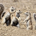 GROUND SQUIRRELS playing.jpg