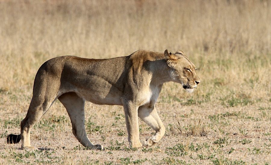 LION   female    hunting.jpg