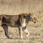 LION   female    hunting.jpg