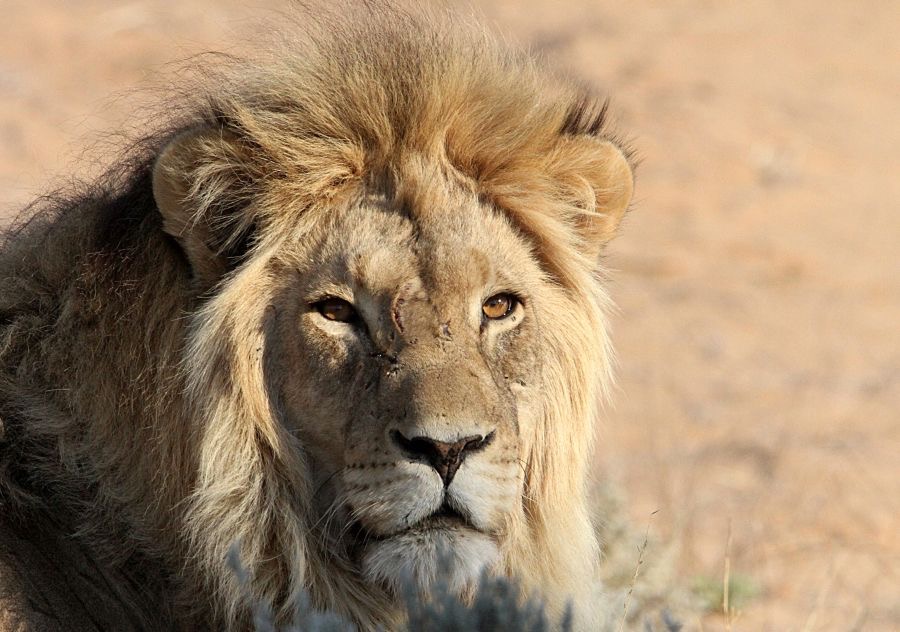 LION   male      dark mane.jpg