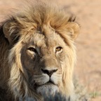 LION   male      dark mane.jpg