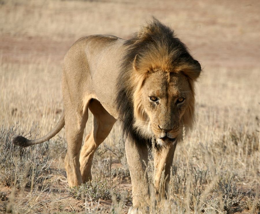 LION   male  very dark  mane.jpg