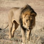 LION   male  very dark  mane.jpg