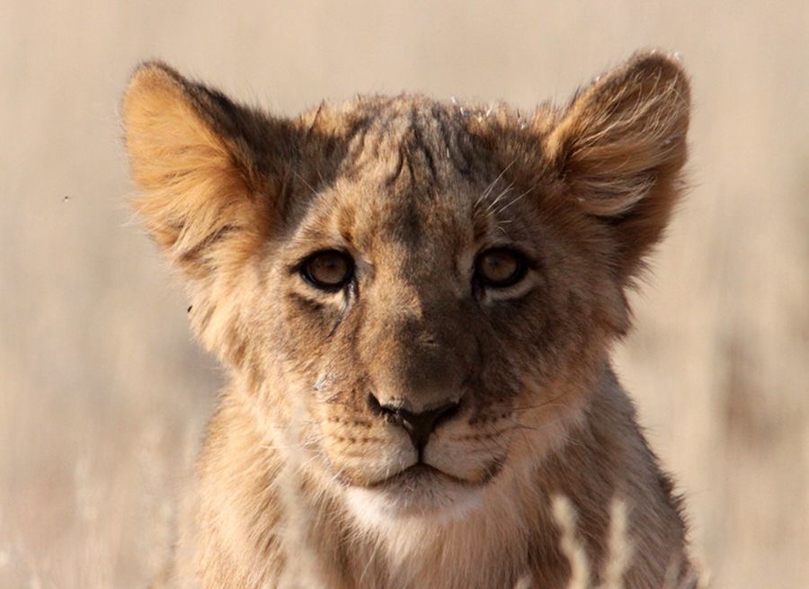 LION   young  cub.jpg