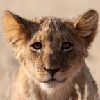 LION   young  cub.jpg