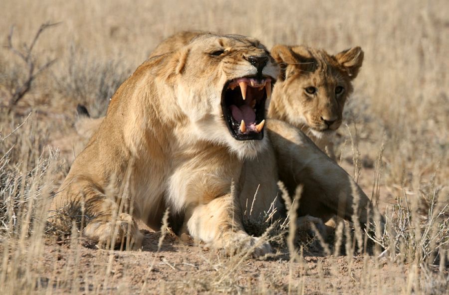LION  female  with cub.jpg