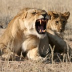 LION  female  with cub.jpg