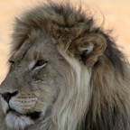 LION  male    very dark mane.jpg
