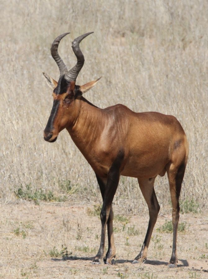RED HARTEBEEST.jpg