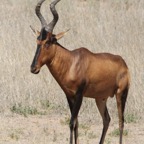RED HARTEBEEST.jpg