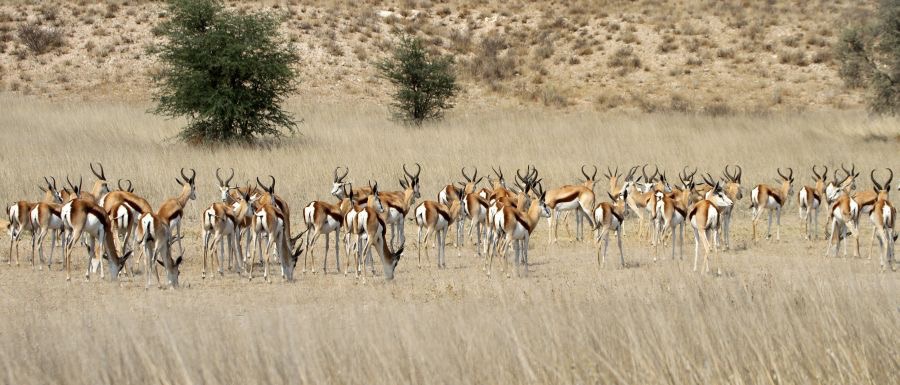 SPRINGBOK   herd.jpg