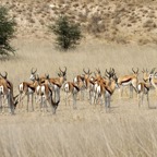 SPRINGBOK   herd.jpg