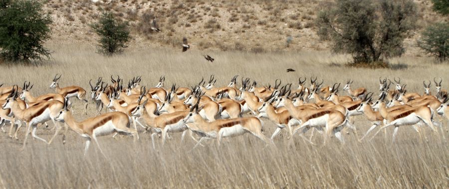 SPRINGBOK  herd  running.jpg
