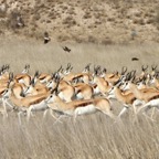 SPRINGBOK  herd  running.jpg