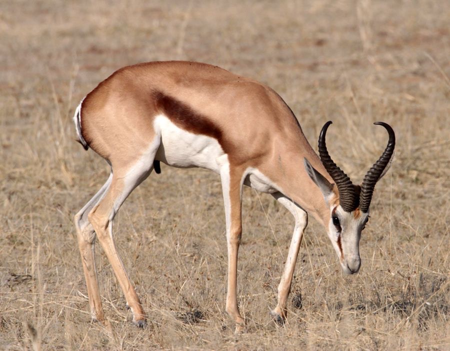 SPRINGBOK  male.jpg