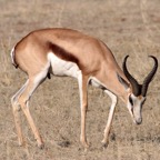 SPRINGBOK  male.jpg