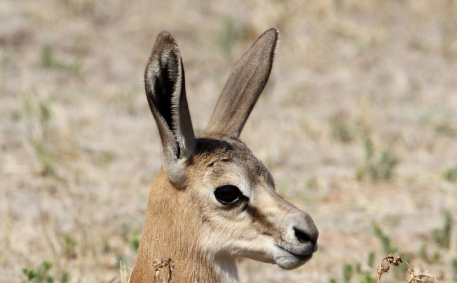 STEENBOK.jpg