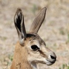STEENBOK.jpg