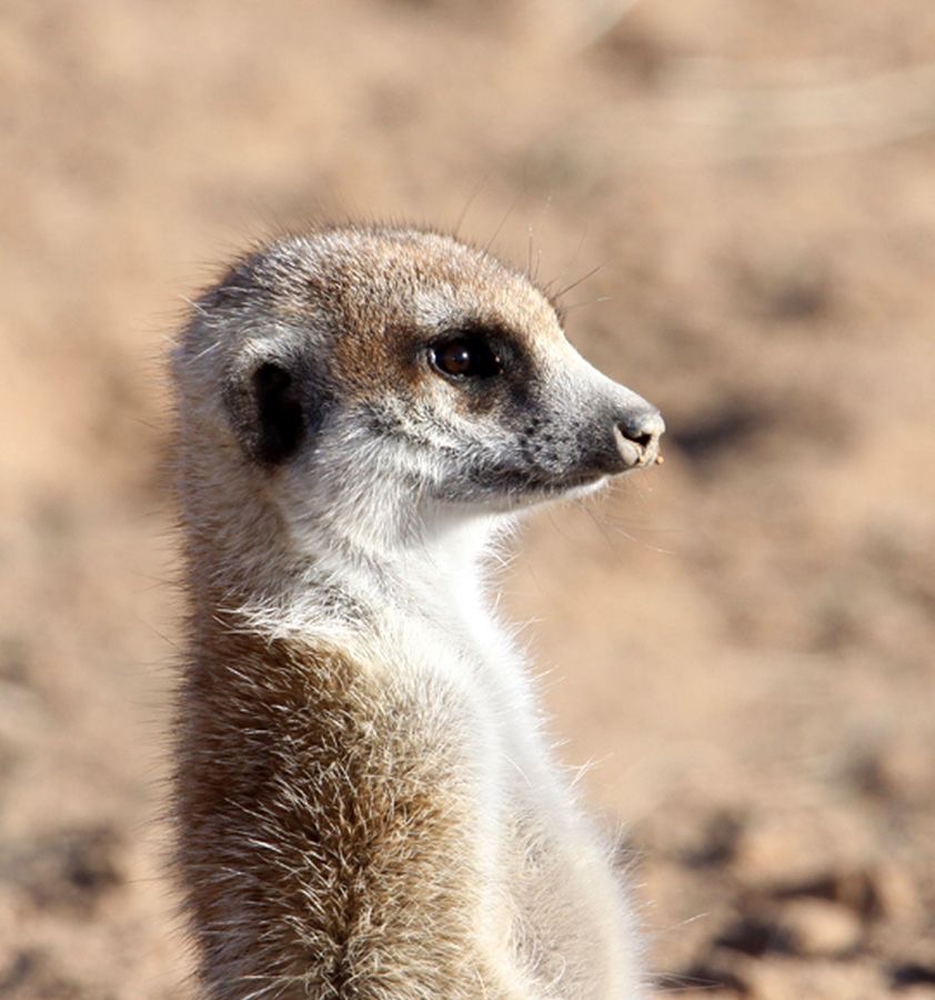 SURICATE         MEERKAT            on guard.jpg