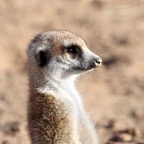 SURICATE         MEERKAT            on guard.jpg