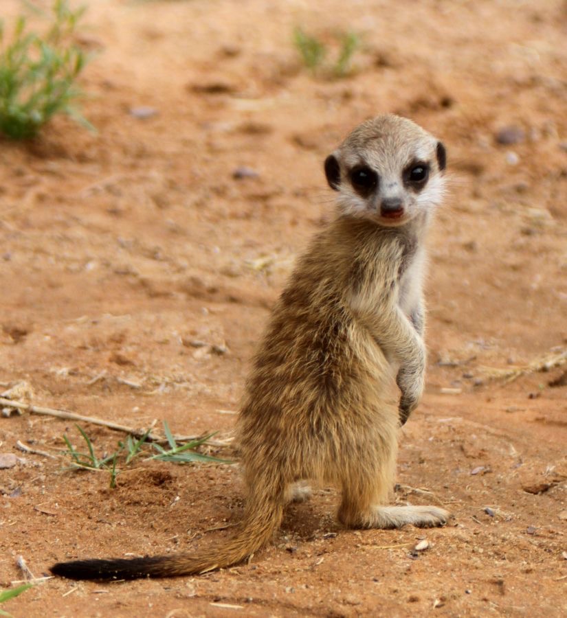 SURICATE    MEERKAT   juvenile.jpg