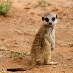 SURICATE    MEERKAT   juvenile.jpg